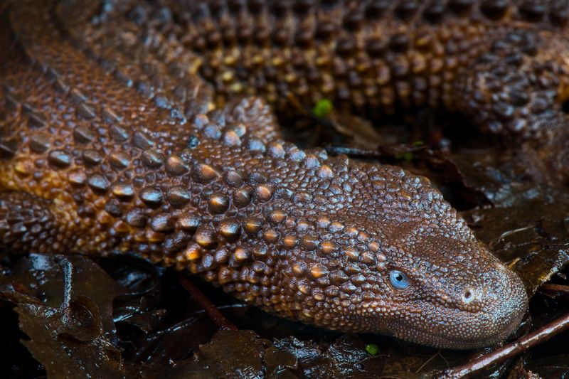 Dragon like lizard with striking blue eyes and raised scales