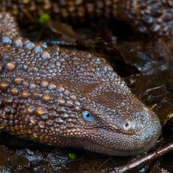 Dragon like lizard with striking blue eyes and raised scales