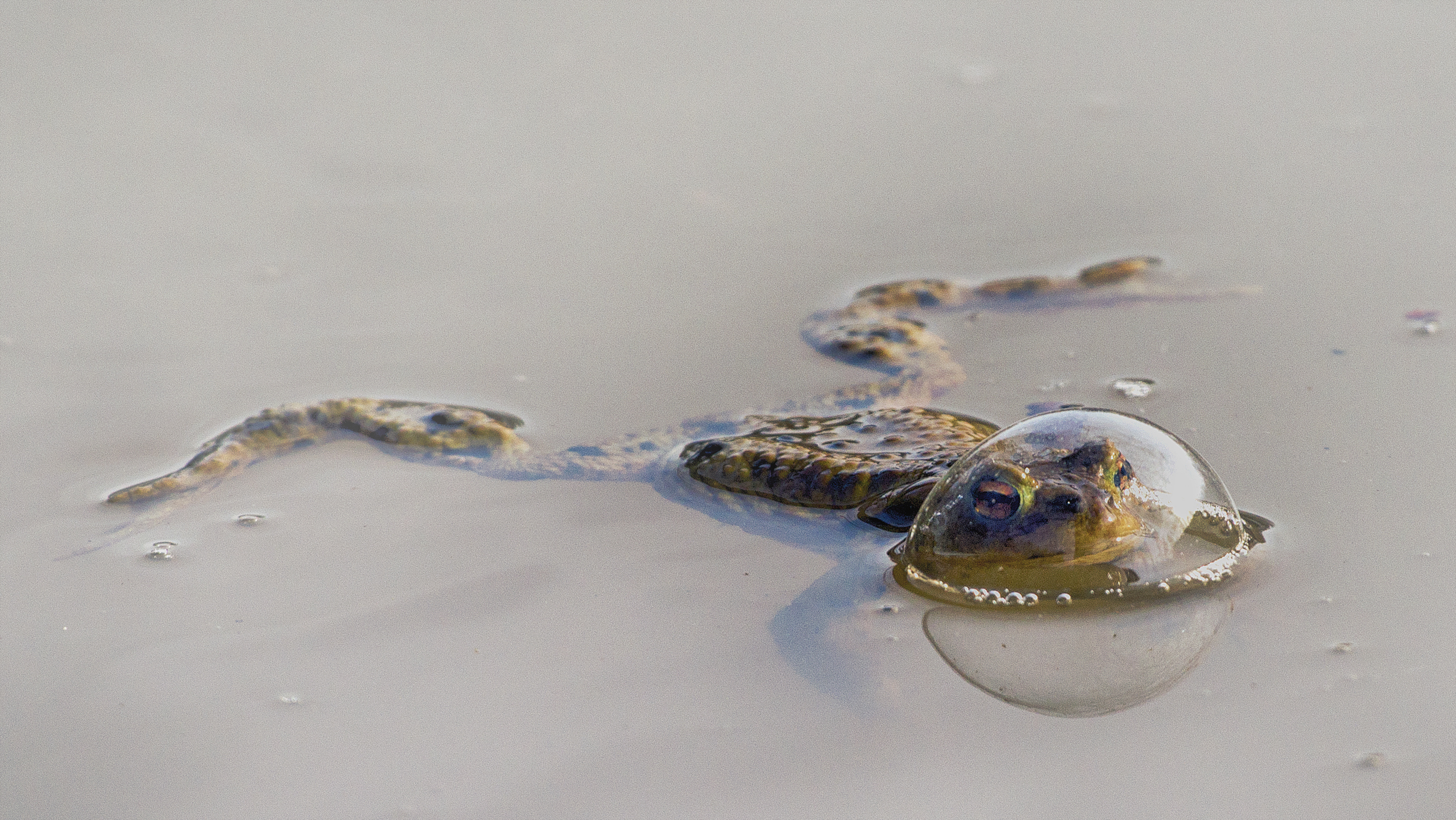 "Frog in a balloon": A frog with its head in a bubble