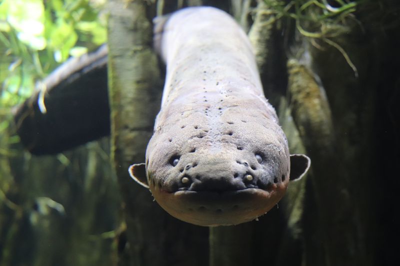 A large electric eel looks directly at the camera underwater. It's body is between two upright branches.