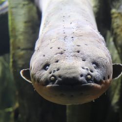 A large electric eel looks directly at the camera underwater. It's body is between two upright branches.