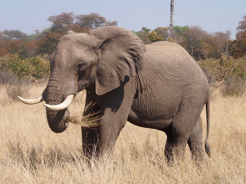 elephant bull walking in the grass