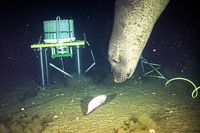 A northern elephant seals prepares to grab a snailfish (Careproctus melanurus) at a depth of 645 metres.