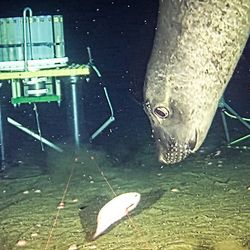 A northern elephant seals prepares to grab a snailfish (Careproctus melanurus) at a depth of 645 metres.