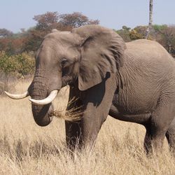 elephant bull walking in the grass