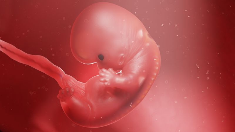 Embryo in amniotic fluid