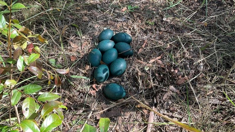 nine dark green emu eggs in a nest