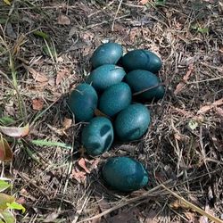 nine dark green emu eggs in a nest