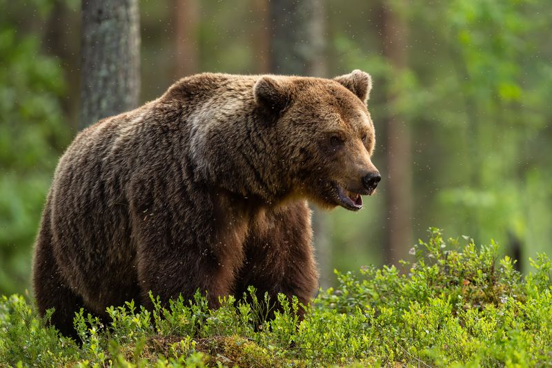 European brown bear in forest