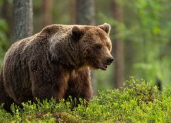 European brown bear in forest