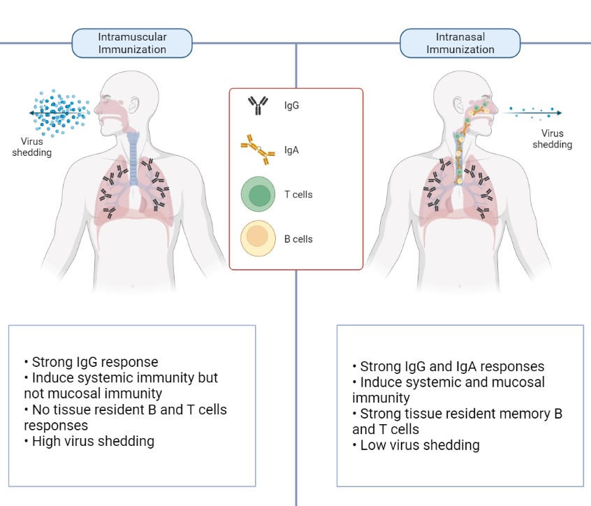 diagram comparing intramuscular immunization on the left and intranasal immunization on the right