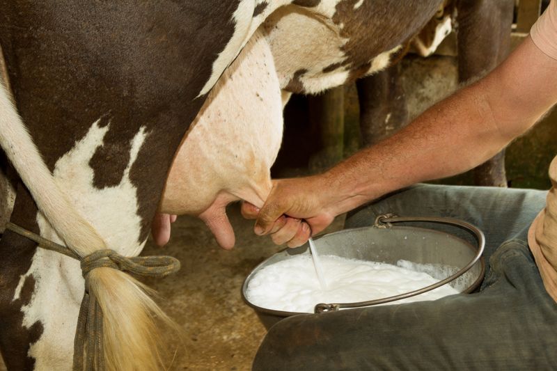 Man milking a cow