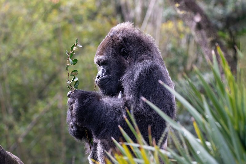 Western Lowland Gorilla (Gorilla gorilla gorilla) standing, holding leafy branch like a bouquet of flowers.