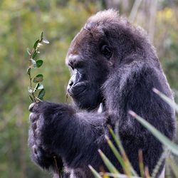 Western Lowland Gorilla (Gorilla gorilla gorilla) standing, holding leafy branch like a bouquet of flowers.