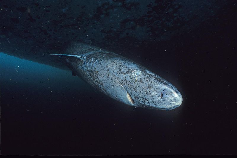 Greenland shark