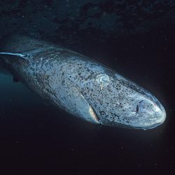 Greenland shark