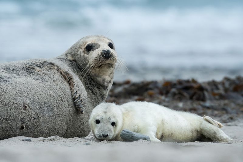 An adult grey seal lies next to a fluffy white grey seal pup on a beach.