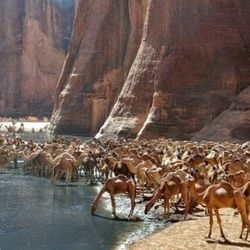 A caravan of camels sip from the freshwater of Guelta d'Archei in northeastern Chad.