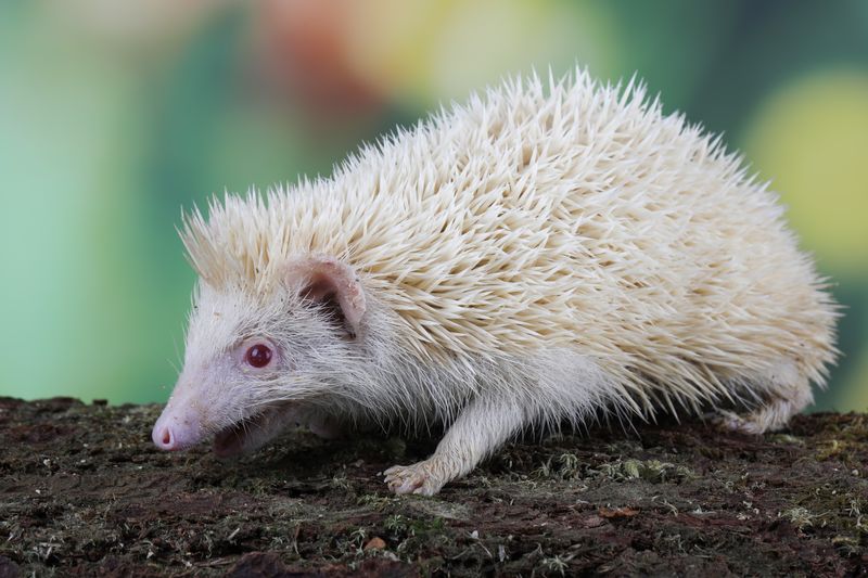 hedgehog with albinism