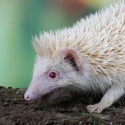 hedgehog with albinism