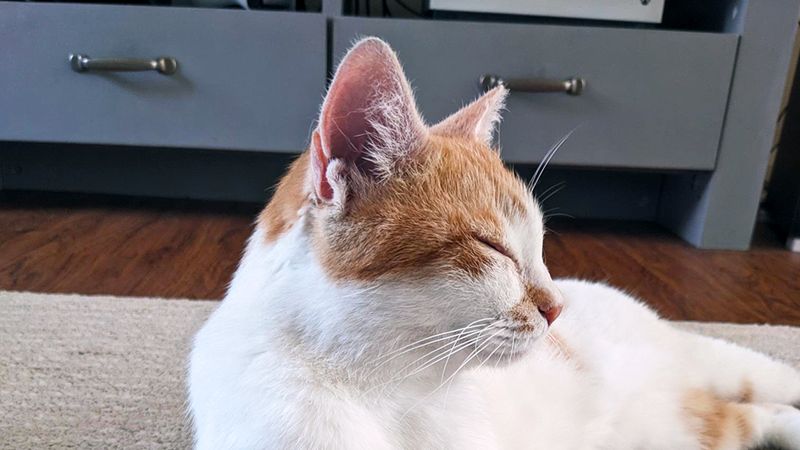 a ginger a white cat laying on the ground looking away from the camera with its eyes closed, a very prominent henry's pocket on its ear