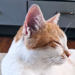 a ginger a white cat laying on the ground looking away from the camera with its eyes closed, a very prominent henry's pocket on its ear