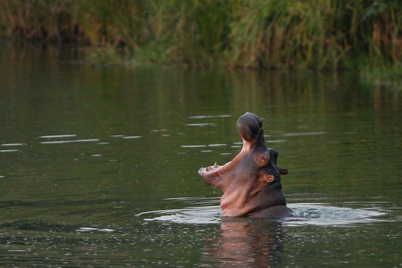 hippo with its head sticking out of the water, mouth open