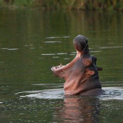 hippo with its head sticking out of the water, mouth open