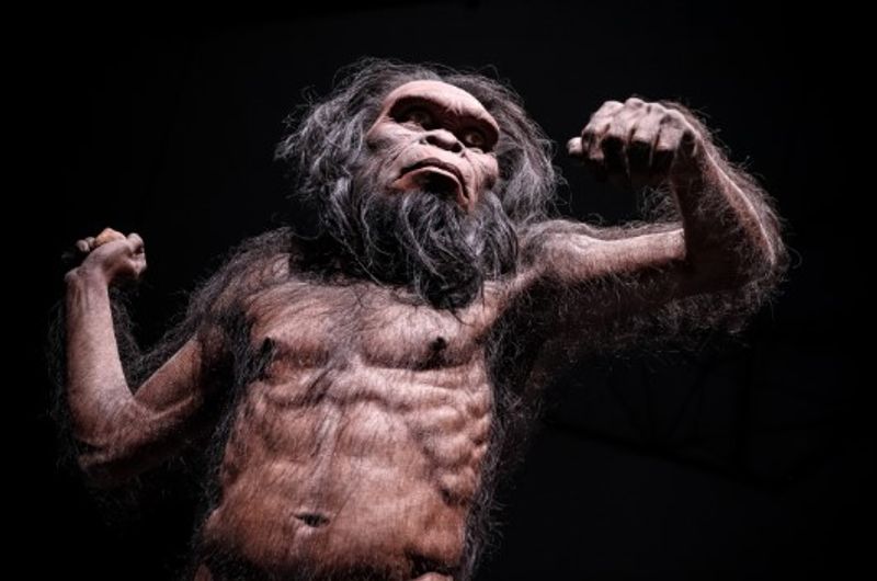 Homo habilis