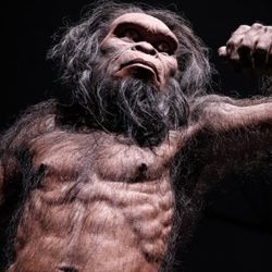 Homo habilis