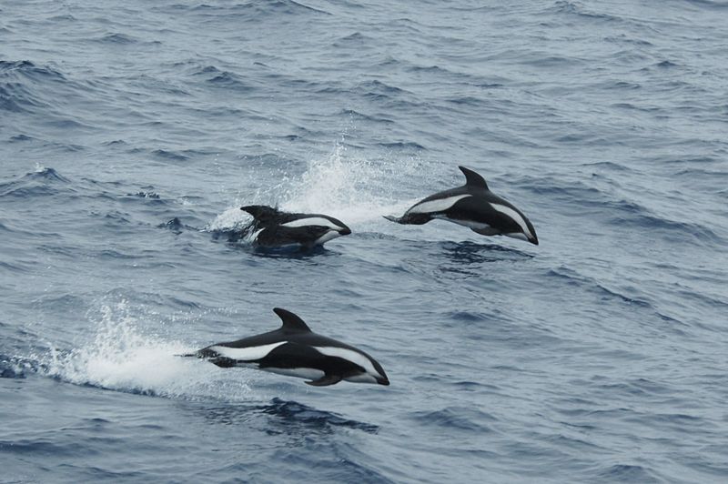 hourglass dolphins leaping out from water