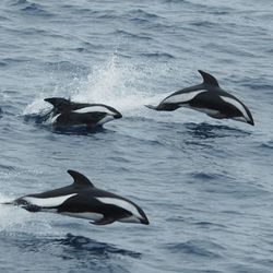 hourglass dolphins leaping out from water