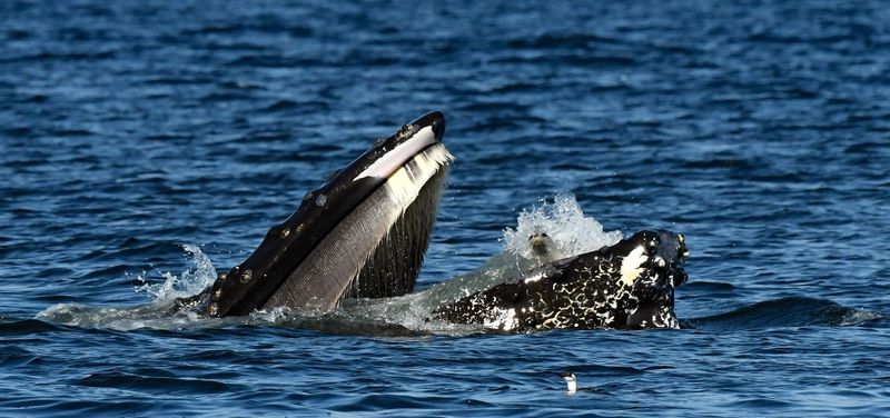 Humpback whale with seal inside its open mouth surrounded by blue water