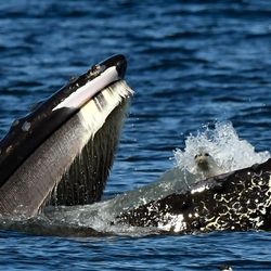 Humpback whale with seal inside its open mouth surrounded by blue water