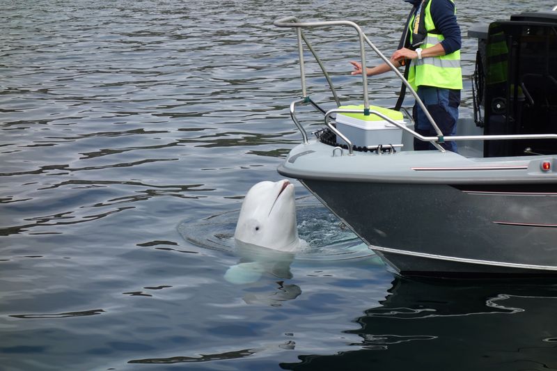 A white beluga whale with his head showing above the water is at the front of a boat. A person wearing yellow high visibility jacket is making a hand signal at the whale.