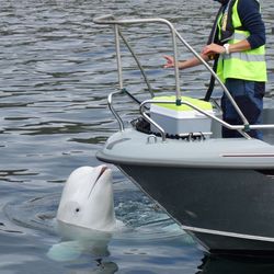 A white beluga whale with his head showing above the water is at the front of a boat. A person wearing yellow high visibility jacket is making a hand signal at the whale.