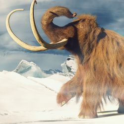 Illustration of a wooly mammoth striding through the snow