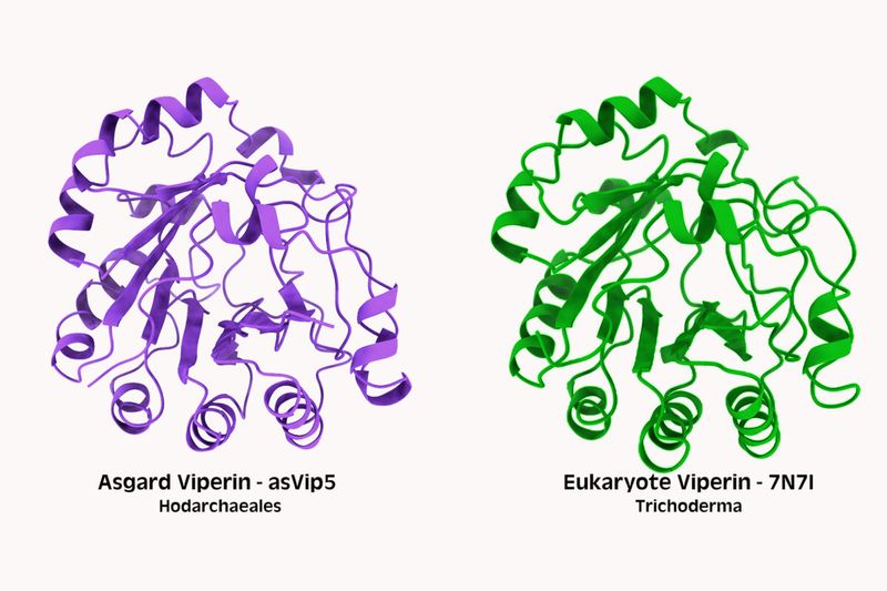 Immune proteins called viperins from Asgard archaea (left) and eukaryotes (right)