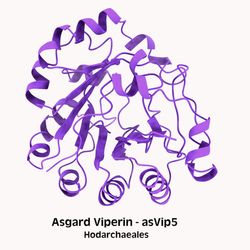 Immune proteins called viperins from Asgard archaea (left) and eukaryotes (right)