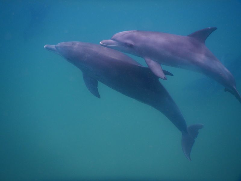 Two Indo-Pacific bottlenose dolphins underwater