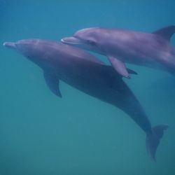 Two Indo-Pacific bottlenose dolphins underwater