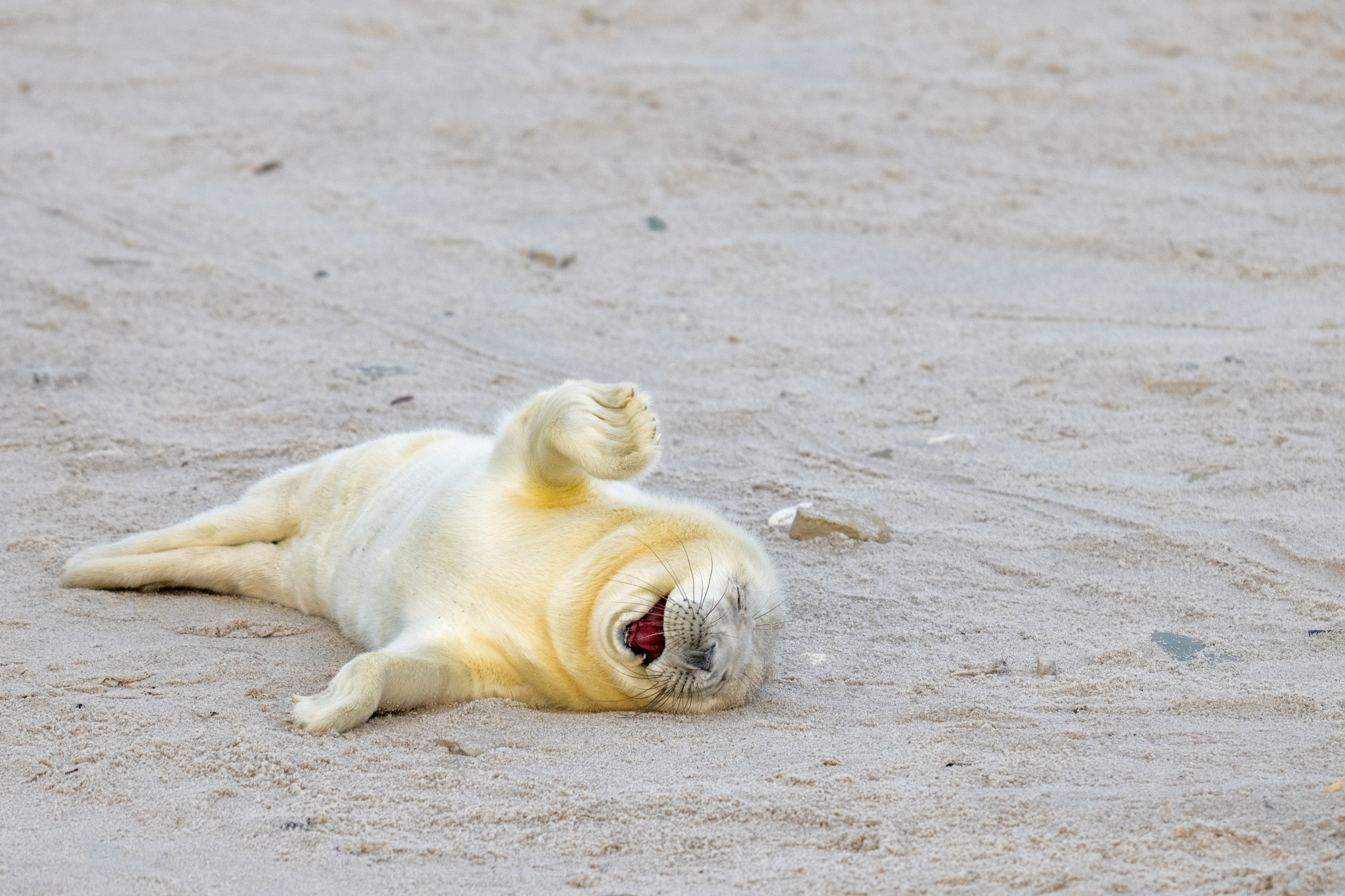 Newborn seal seems to be laughing at a good joke.