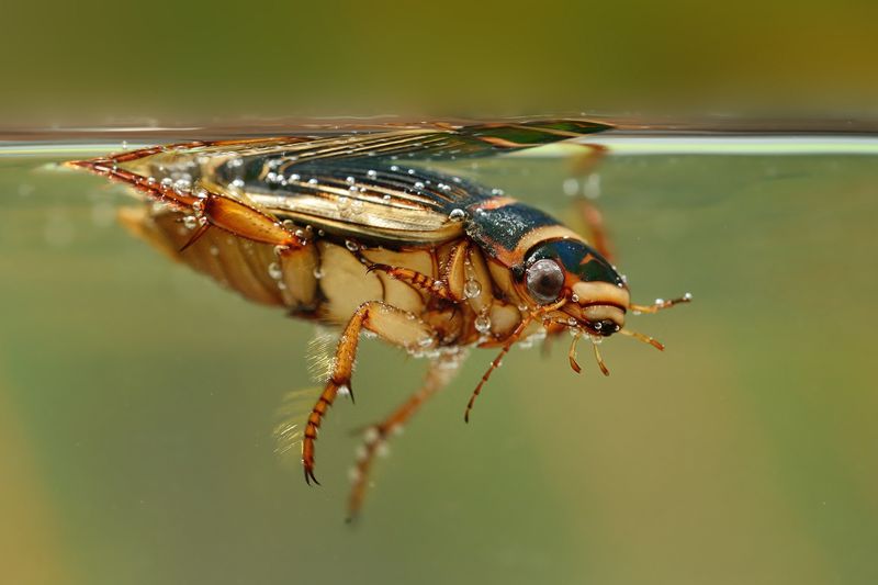 The Great diving Beetle (Dytiscus marginalis) under the water surface. Great hunting beetle paddling using two legs under water.Colorful insect. Green background.