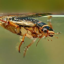 The Great diving Beetle (Dytiscus marginalis) under the water surface. Great hunting beetle paddling using two legs under water.Colorful insect. Green background.