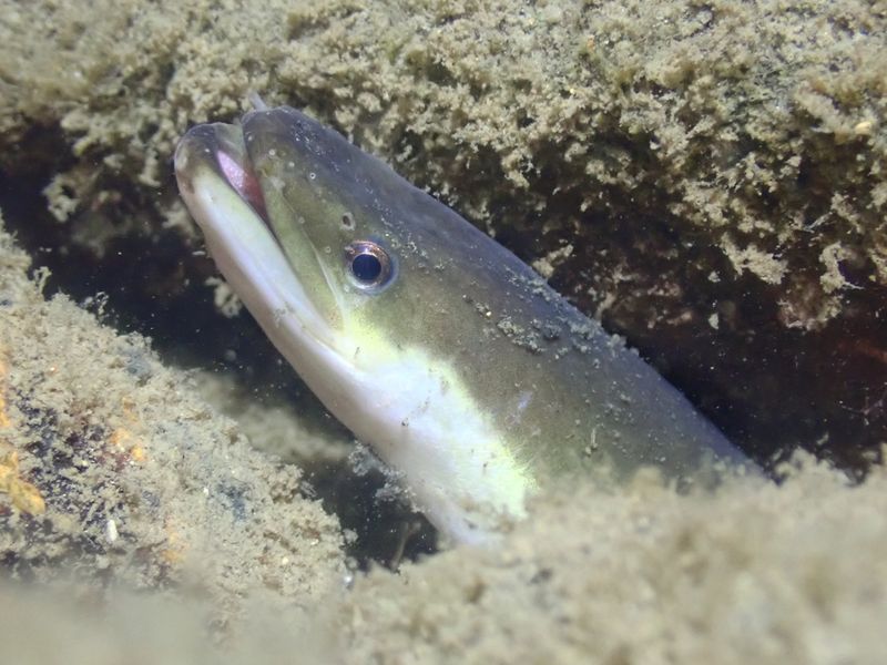 The head of an eel pokes out of a hole with it's mouth open, the expression suggests the eel is laughing.