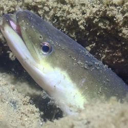 The head of an eel pokes out of a hole with it's mouth open, the expression suggests the eel is laughing.