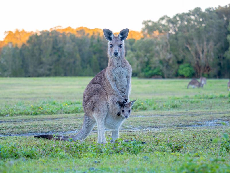 kangaroo photographed in an area with lots of green grass and trees in the background; she is facing the camera, as is her joey whose head is visible sticking out of her pouch