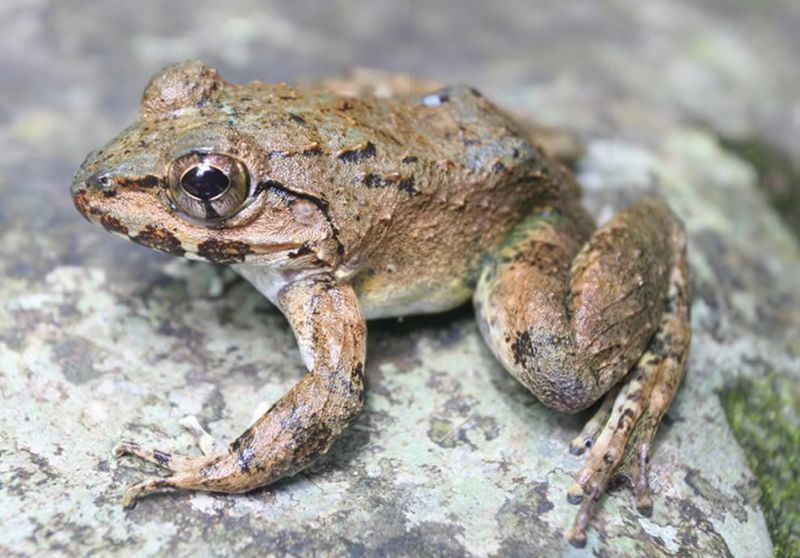 A large brown and green frog with brown eyes sat on a pale grey rock.