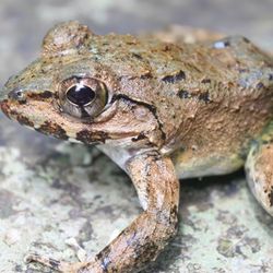 A large brown and green frog with brown eyes sat on a pale grey rock.