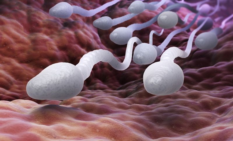 3D rendering of sperm cells rushing through a fleshy passage